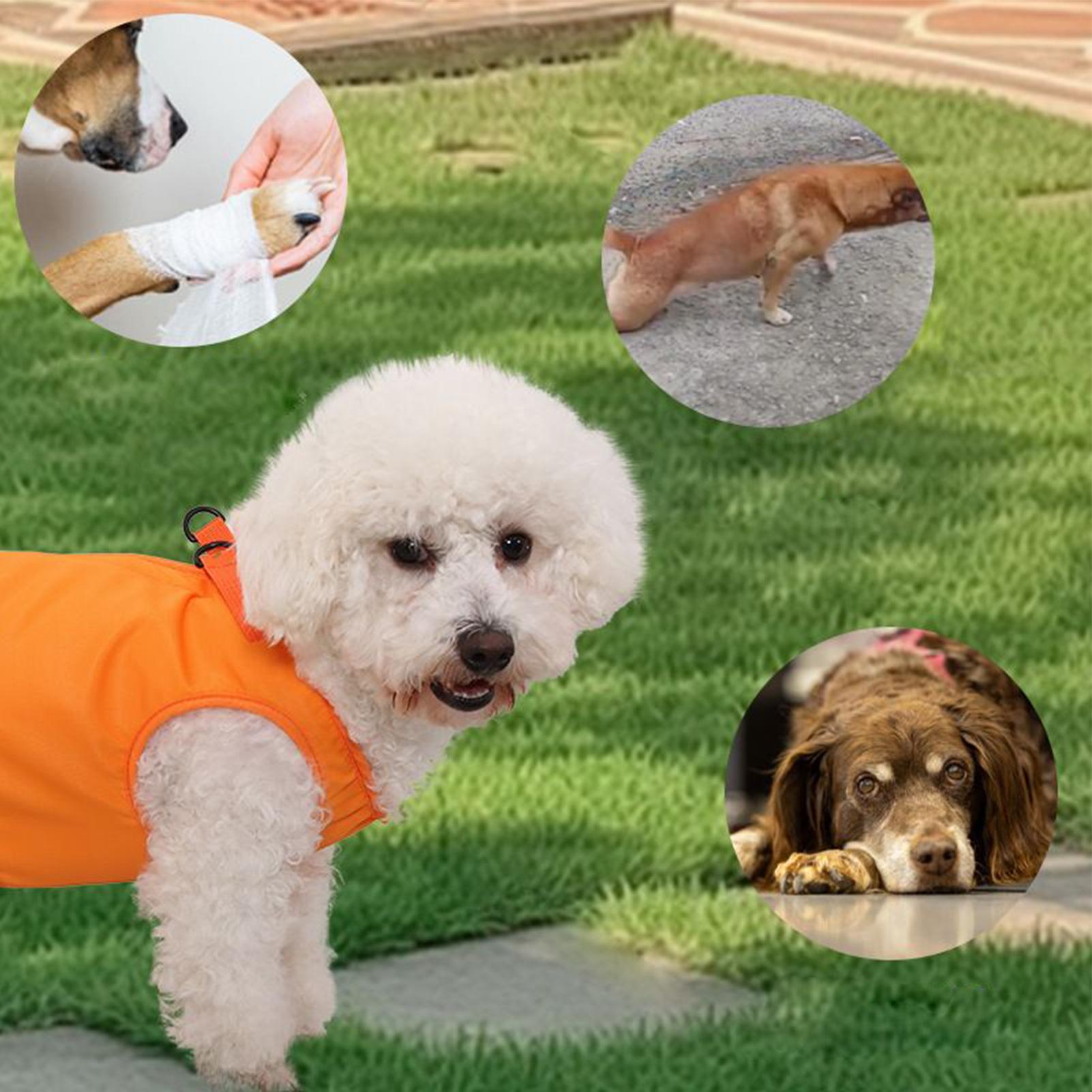 Porta imbracatura per cani di  - Ladder Toss Set recensione e prezzo